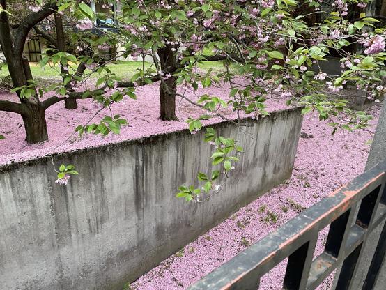 Blossoming trees over a concrete wall with a carpet of pink petals below, seen through a black metal fence.