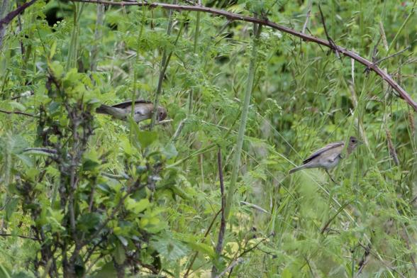 Two small birds clinging to the green stalks of weeds or grasses. Their body plan is similar to a sparrow’s, but their beaks have more of a finch’s broadness at the base. Their legs seem to be gray, and all their plumage has a soft, pastel, 90s designer-color feel. The belly is white, which gives way to pale beige nearer the wing. The upper breast is an anemic orange. The left one is showing the underside of its tail: dingy shite coverts and a medium gray tail. The folded wings are also medium gray, with two white wingbars, fairly distinct.