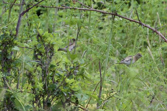 The right bird has stuck its head curiously out beyond its intrepidly grasped plant stem, while the left bird is more fully hidden. The head is a dusty taupe, with a slight white stripe through the upper part of the dark eye, and a medium-shade line continuing from the eye toward the back of the head. The beak is grey. Under the beak, two fairly distinct white jowl-stripes. Of such doctor’s-office drab markings are potential lifer identifications made!