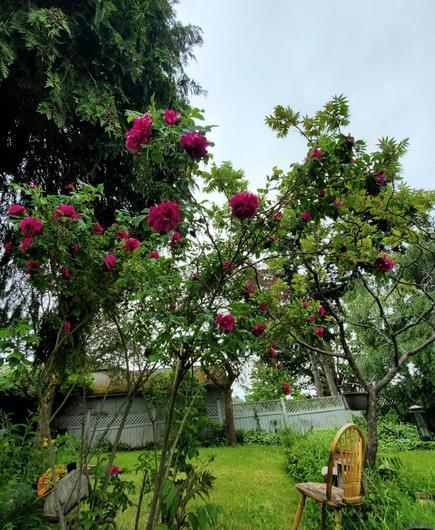 Deep pink rugosa rose tree with many flowers on it. It stands about 8 feet tall.
Background is part of our backyard. There's an old wooden chair to the right of rose tree.
