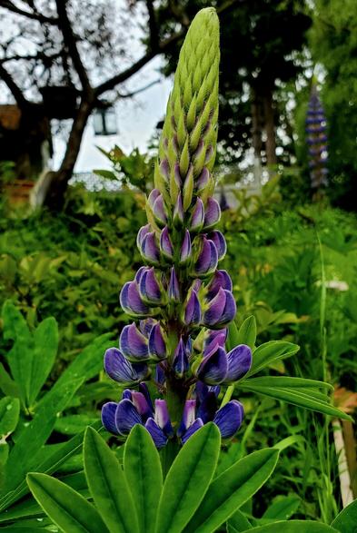 Purple lupine flowers.