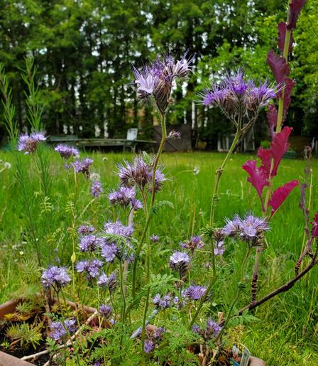 Purple phacelia flowers.
Red Russian kale going to seed to the right. Unmowed backyard is in the background.