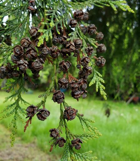 Close up of red cedar seed heads. Backyard is blurred in background.