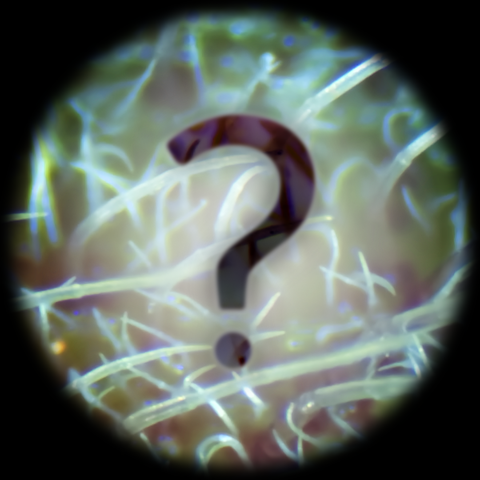 A large question mark superimposed on a microscope photograph of unidentified thin spikes emerging from a hazy background.