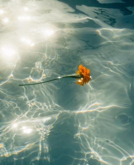 Photography. A color photo of an orange flower with a stem floating on blue water. The sunlight is reflected on the surface of the water and conjures up lines in the water. A simply designed photo. Simply beautiful.