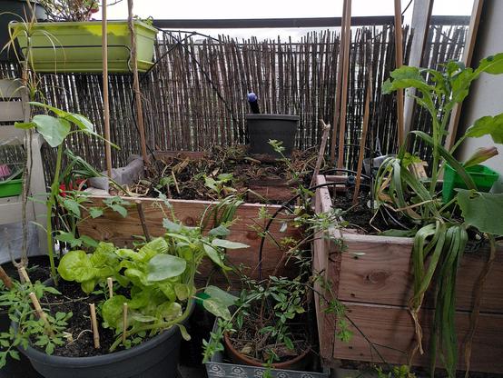 Vue générale sur le coin de balcon potager avec un grand bac plein de mulsh et les pied de concombre au fond, le plus petit à droite avec ail et concombre jeunes et un grand pot devant avec des salades, 2 pieds de tournesol et des petits pieds de tomates.
Sur la rambarde on aperçoit la jardinière de sauge.