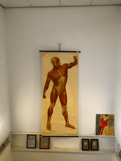 A large white wall with a tall medical diagram showing the muscles of a human male. It hangs vertically in the center of the frame. In the lower right corner of the frame is a little colourful painting of someone in a red Asian style (Chinese?) dress and large bright flowery headwear. The person (perhaps a woman) is smiling and peeking out from behind a wall.