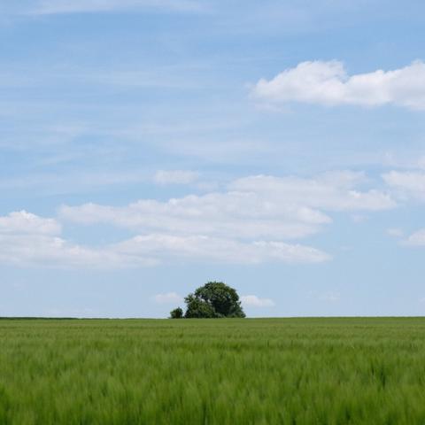 A wide, green field stretches towards the horizon under a blue sky dotted with white clouds, with a lone tree standing in the distance.