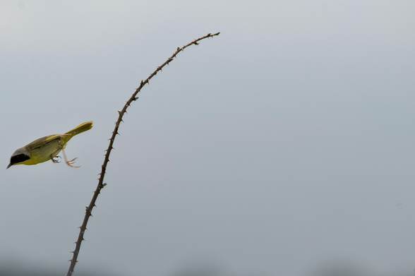 Against a pale gray sky, a breeding Common Yellowthroat (small warbler with a yellow throat, olive back, black mask with a bordering white band at the top) takes off from a single branch covered with short thorns. Bird and branch are in the left side of the picture, the bird flying to the left close to the photo’s edge.