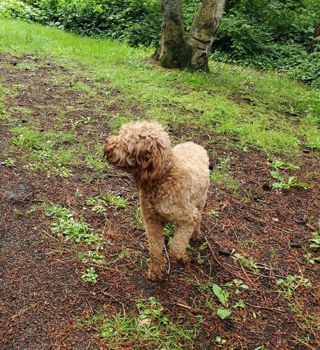 A brown medium sized dog on walking trail.