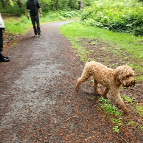 A brown medium sized dog on walking trail. My mom's on the left behind dog, just off to side of trail & owner is walking slightly behind her.