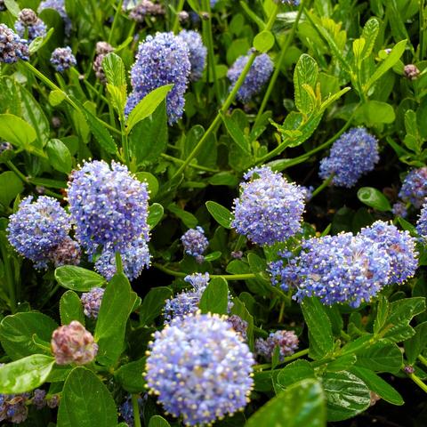Soap bush flowers. They look like blueish purple puffballs with yellow tipped needles sticking out of them.