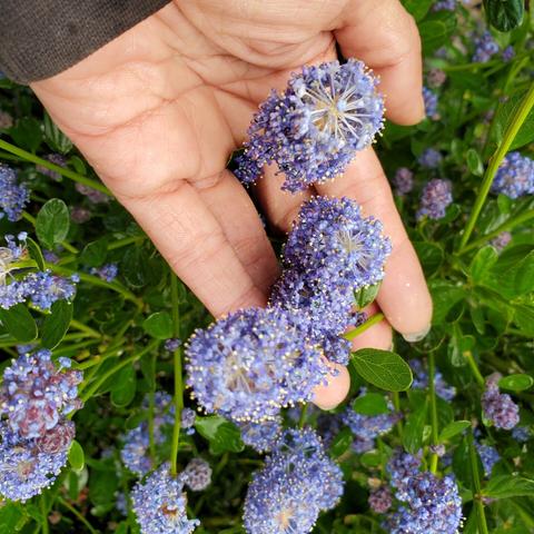 Holding up soap bush flowers with my left hand. Their flowers look like blueish purple puffballs with yellow tipped needles sticking out of them.