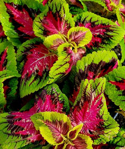 Wizard rose coleus plant. Foliage is red centers that streak outwards and rest is green