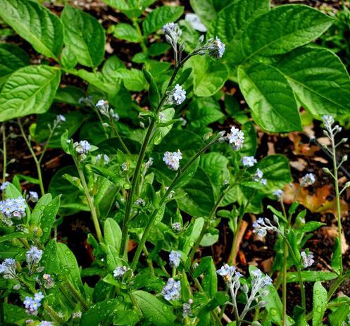 Forget me nots - tiny blue flowers.