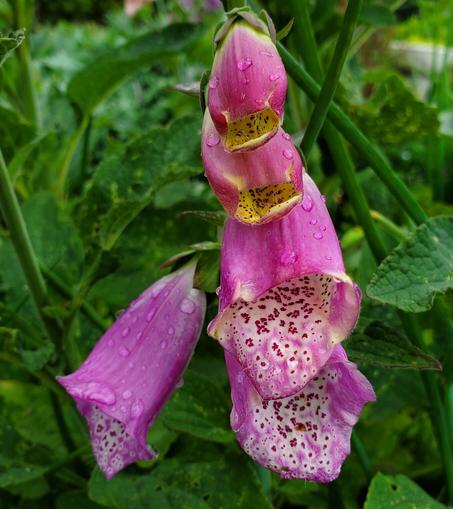 Pink foxglove flowers. Tubular shaped with spotted throats.