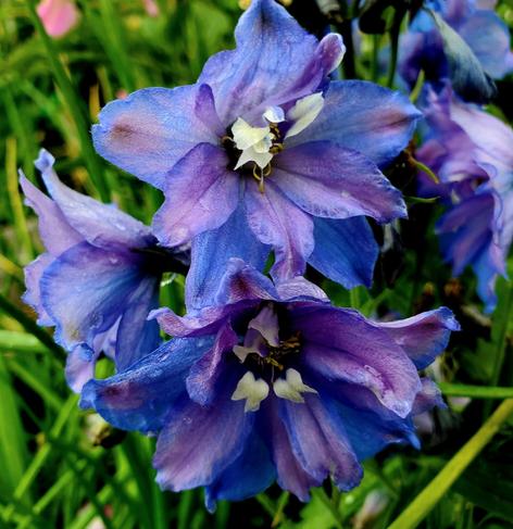 Pacific Giant Blue Jay delphinium flowers. Blueish purple with white pistils.