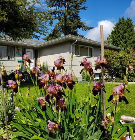Cluster of purple yellow irises in our front yard gardens.