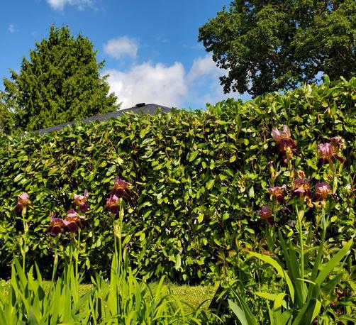 Row of purple bearded irises with huge laurel bush behind it.