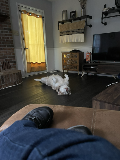 Jeannie the husky on her back