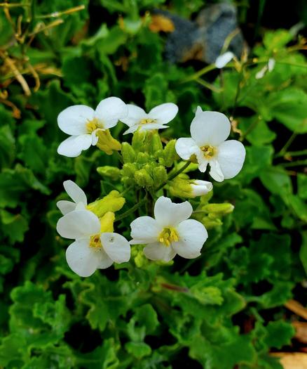 White rockcress flowers - 4 petals with yellow pistils
