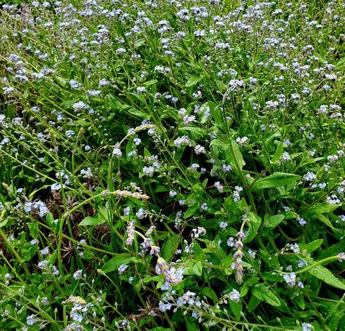 Large patch of forget me not flowers. Tiny blue flowers.