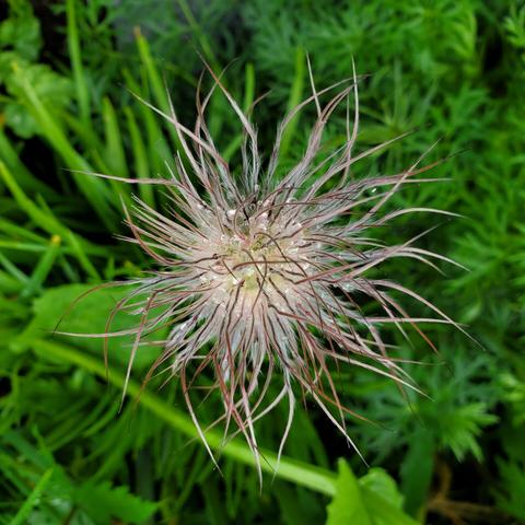 Pulsatilla alpina seeds head. Fringed puffball seed head.