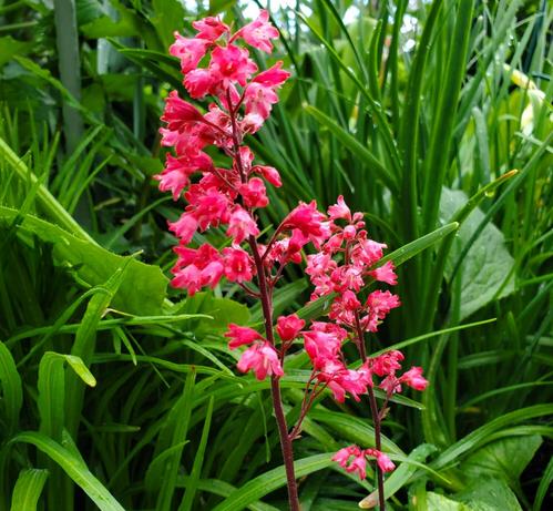 Coral bells