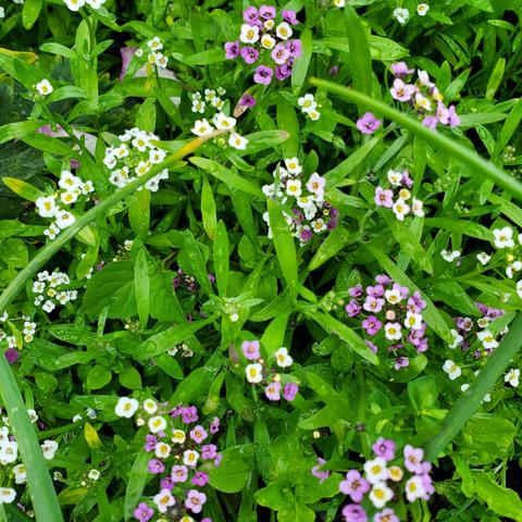 Dwarf alyssum - tiny white & purple flowers