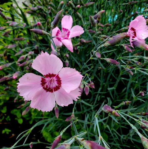 China pink flowers