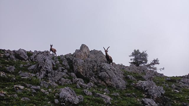 Close to the top of Gaissstein.