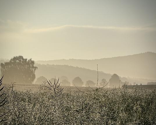 A foggy landscape with mountains in the distance and a field with rapeseeds in the foreground. The image is optically split three ways horizontally. 
In the lowest part there are dew covered rapeseeds. Next layer shows trees and smooth hills, covered in Forest. The top is band of clouds and extremely light blue sky. 
The whole image is very hazy and has a low color contrast.