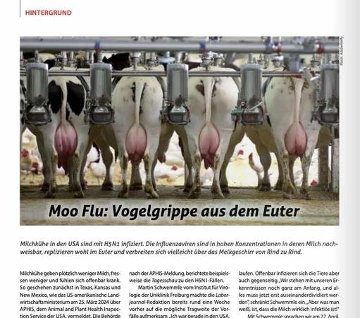 Foto von 4 Milchkühen mit dicken Eutern nebeneinander im Stall, von hinten aufgenommen. Darunter Überschrift "Moo Flu: Vogelgrippe aus dem Stall" sowie Vorspann und erste Sätze unseres im Post verlinkten Printartikels.