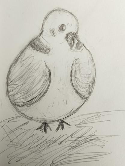 Dessin au crayon d'une tourterelle toute ronde vue de face. Elle rougit