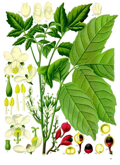 Illustration aus Köhler’s Medizinal-Pflanzen, 1897 von Guaraná (Paullinia cupana): „A: Zweig der Pflanze mit Blüten und unreifen Früchten B: Rispe mit reifen Früchten 1: männliche Blüte; 2: dieselbe nach einseitiger Entfernung der Blütenhülle; 3: Zwitterblüte; 4: dieselbe nach teilweiser Entfernung der Blütenhülle, von der Seite gesehen; 5: oberes Blumenblatt mit Schuppe, von der Achse aus gesehen; 6: seitliches Blumenblatt mit Schuppe, a) von der Achse, b) vom Rücken aus gesehen; 7: Staubblatt der weiblichen Blüte; 8: Staubblatt der Zwitterblüte, Bauch- und Rückenansichten; 9: Pistill der männlichen Blüte; 10: dasselbe der Zwitterblüte; 11: zweisamige Frucht, a) Querschnitt, b) Längsschnitt; 12: einsamige Frucht, a) Querschnitt, b) Längsschnitt; 13: Samen mit Arillus; 13a: Samen im Längsschnitt. — A 2/3 natürliche Grösse. B natürliche Grösse. 1 bis 10 vergrössert. 11a bis 13a natürliche Grösse.“
