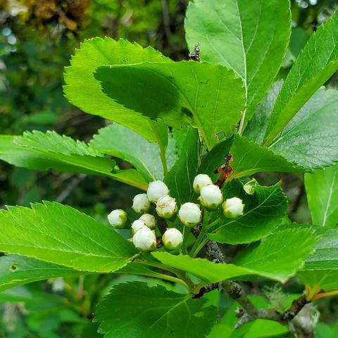 Black hawthorn, white flower buds.