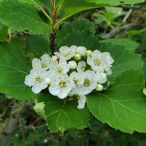 Black hawthorn flowers - white clusters.