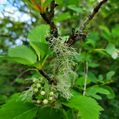 Lichen on black hawthorn branch, with cluster of white flower buds in blurred background.