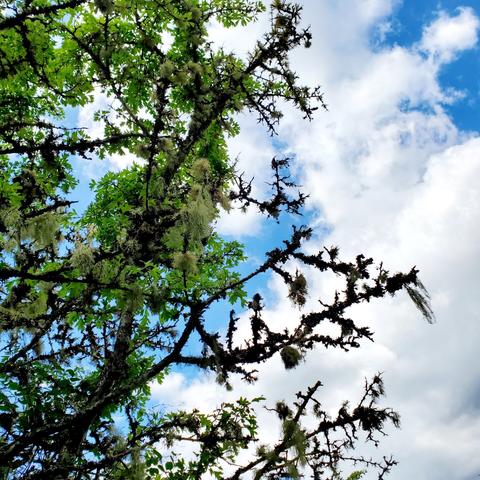 Moss covered tree with lichen dripping all over it