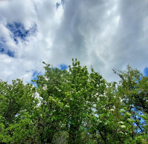 Cottonwood trees against blue skies with big grayish white clouds.
