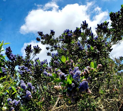 Blueish purple soap bush flowers against blue skies with white clouds