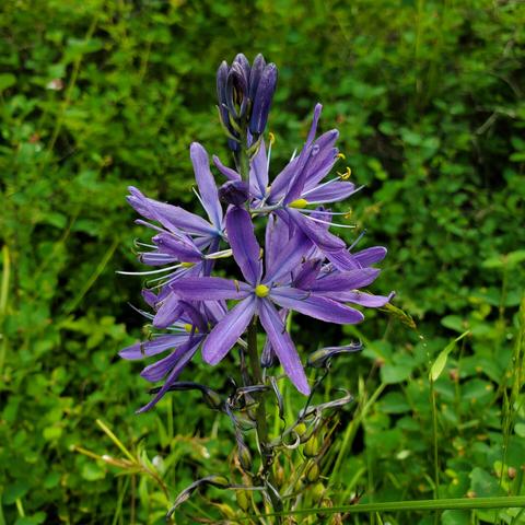 Purple camas flowers & seed heads below flowers.
