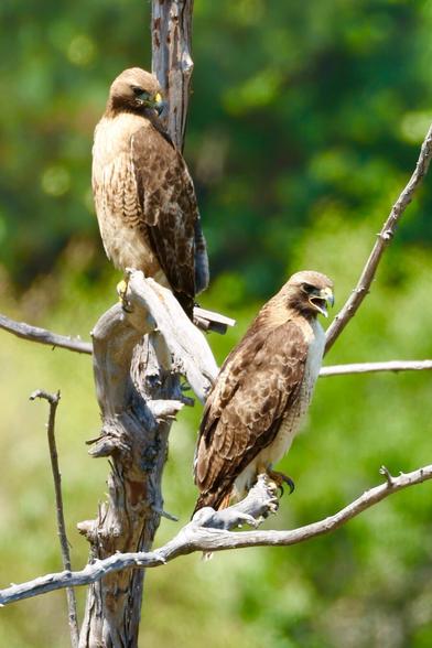 Two giant raptors atop a tall tree. One is squawking with displeasure.