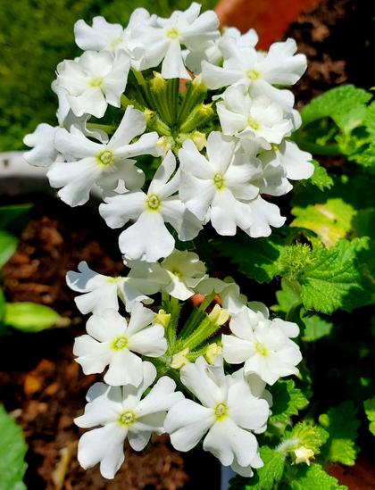 2 clusters of white verbena flowers