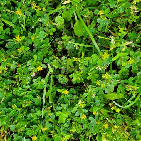 Trifolium groundcover clovers with tiny yellow flowers