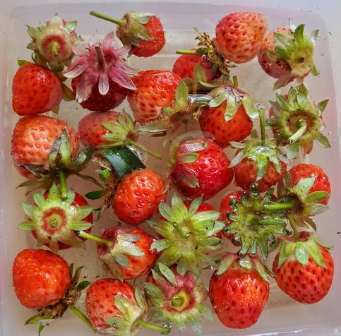 Rubbermaid sandwich container with water & freshly picked strawberries.
