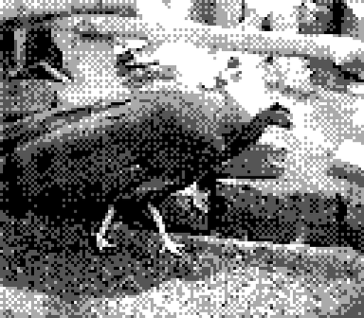 a 2-bit, black and white photo of a large bird (looks like a peahen) at the Oregon zoo. the bird is fairly nicely outlined and shaded against the background despite the incredibly low pixel count resolution of Gameboy Camera photos.