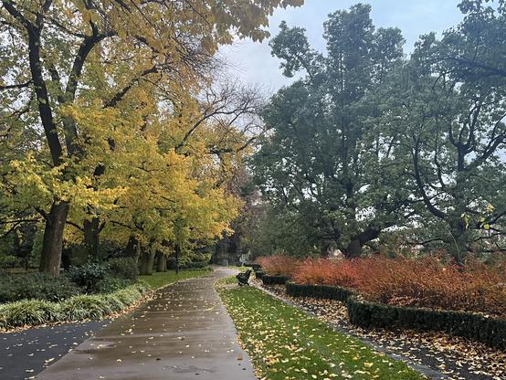 Vivid yellow, red and green along a formal garden path