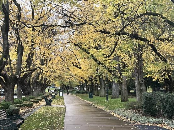 Dramatic yellow leaves forming an avenue