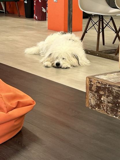 Dog lying in office